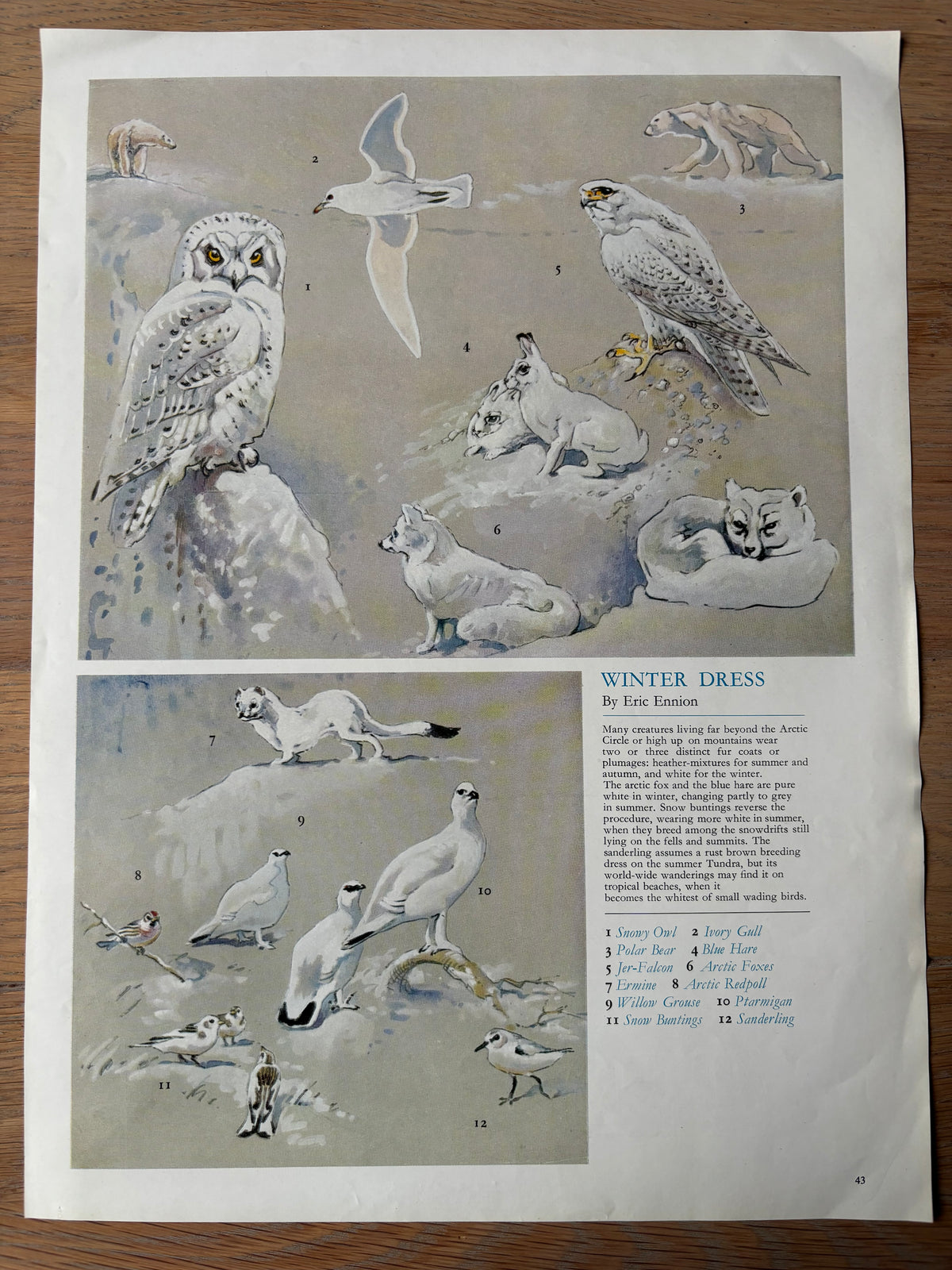 John Vernon Lord CARDS WITHIN A CARD Christmas Print Only HOLLY LEAVES 1964