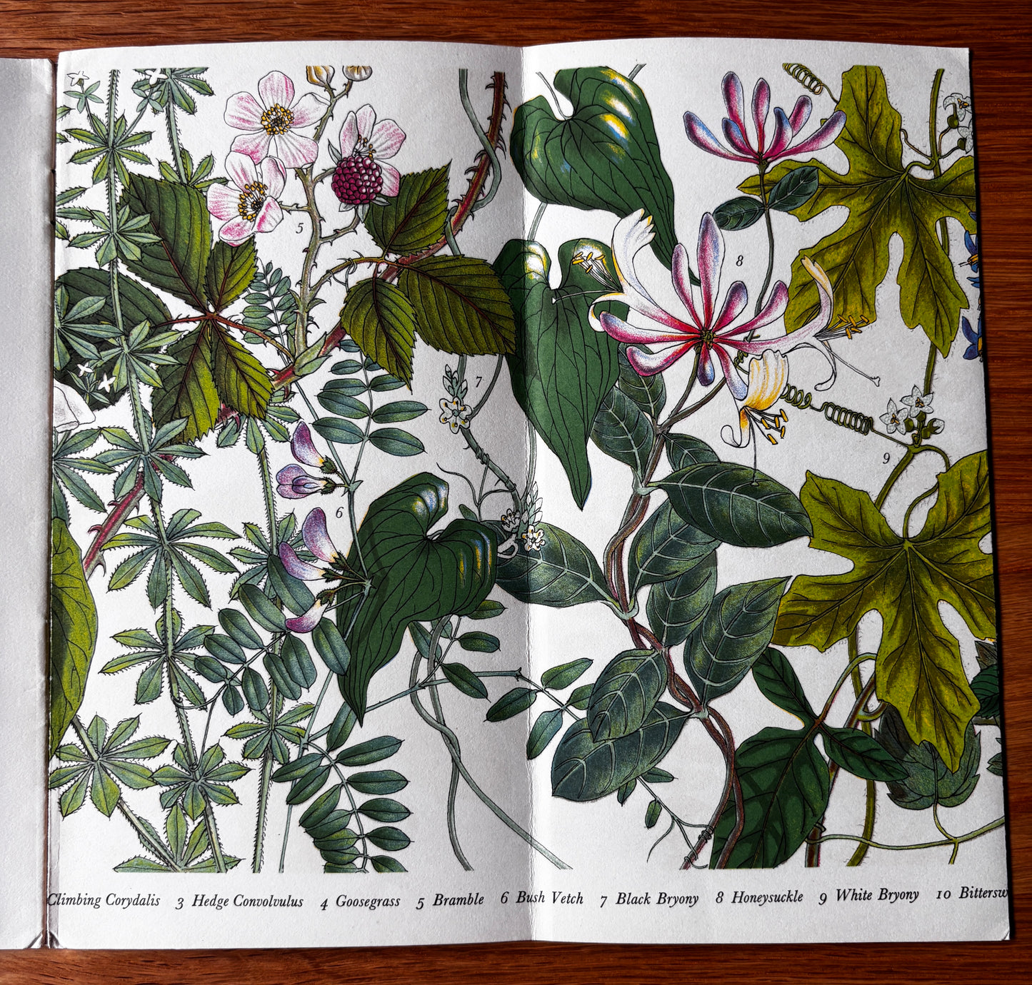 PANTOSCOPE BOOK Climbing Plants PAXTON CHADWICK 1st Ed 1961 Flowers Cassell
