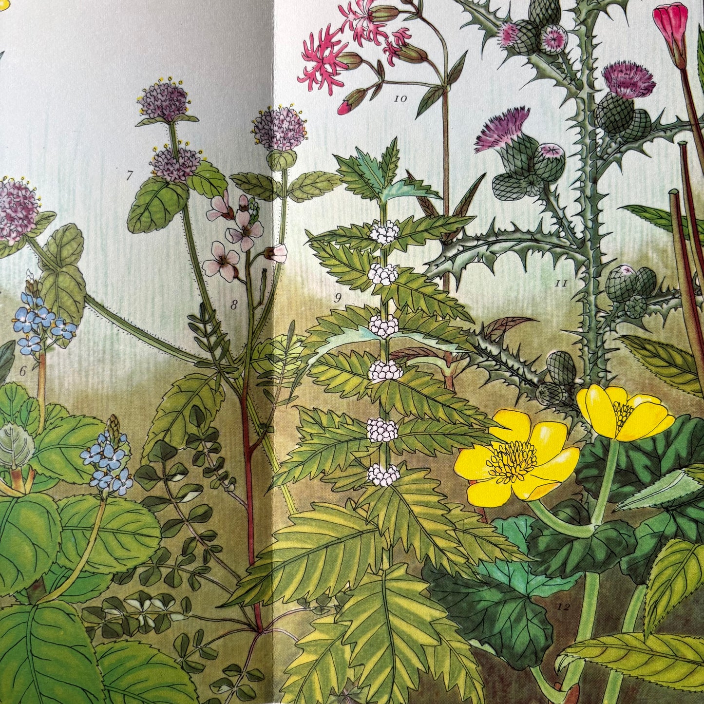 PANTOSCOPE BOOK Meadow Flowers of the Marsh PAXTON CHADWICK 1st Ed 1960 Cassell