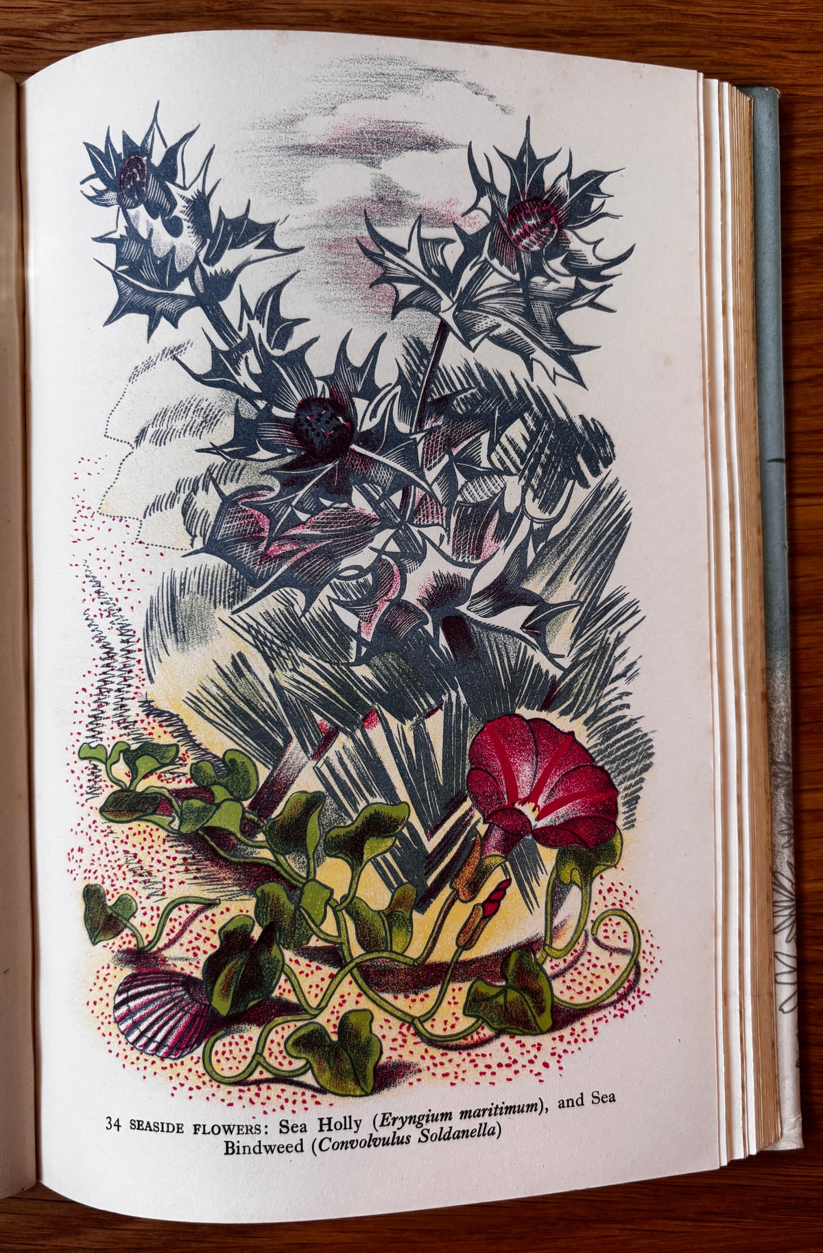 John Nash WILD FLOWERS IN BRITAIN 1943 HB DJ Robert Gathorne-Hardy ILLUSTRATED