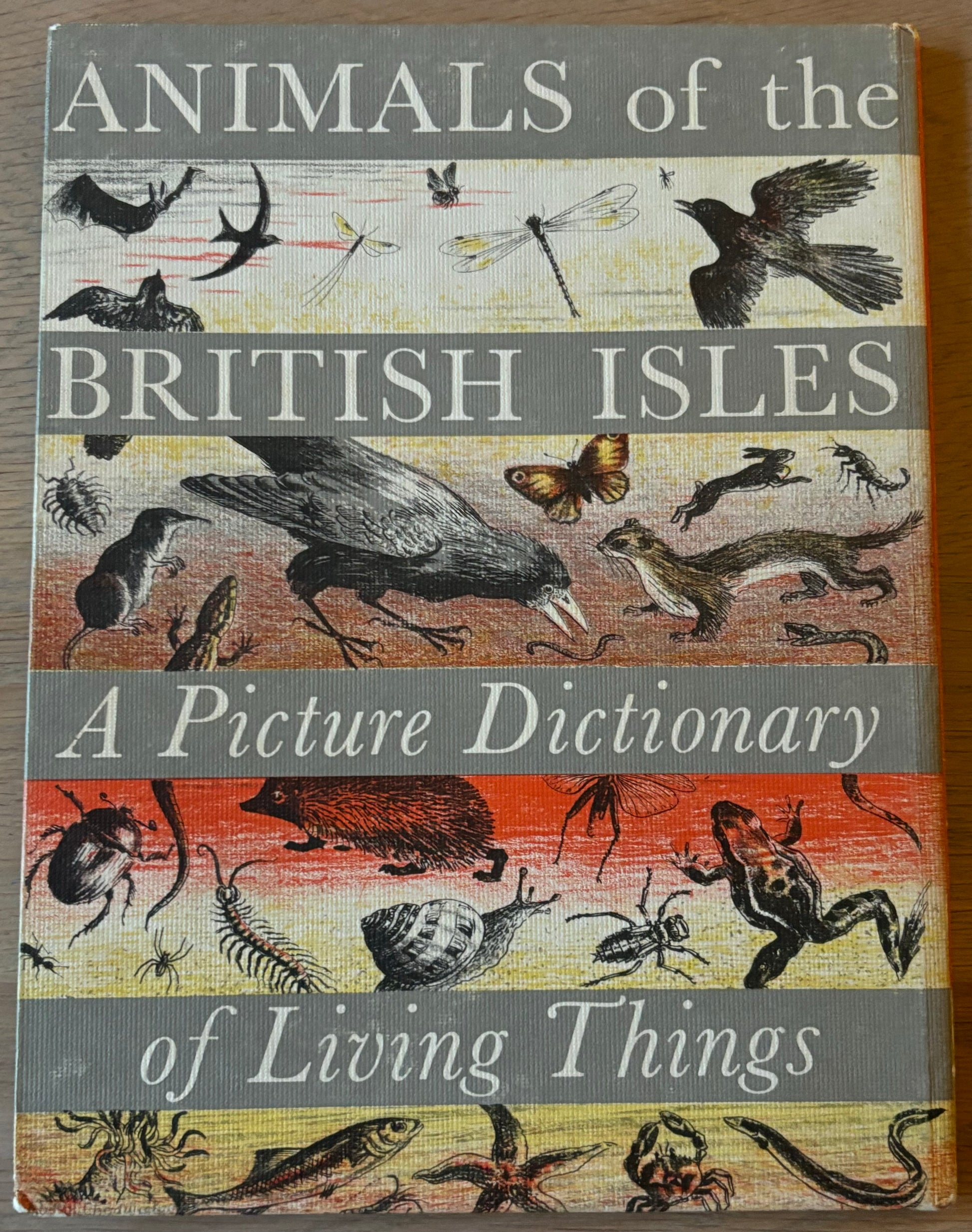 Paxton Chadwick ANIMALS OF THE BRITISH ISLES Picture Dictionary Cassell 1954 HB - transpontinebooks