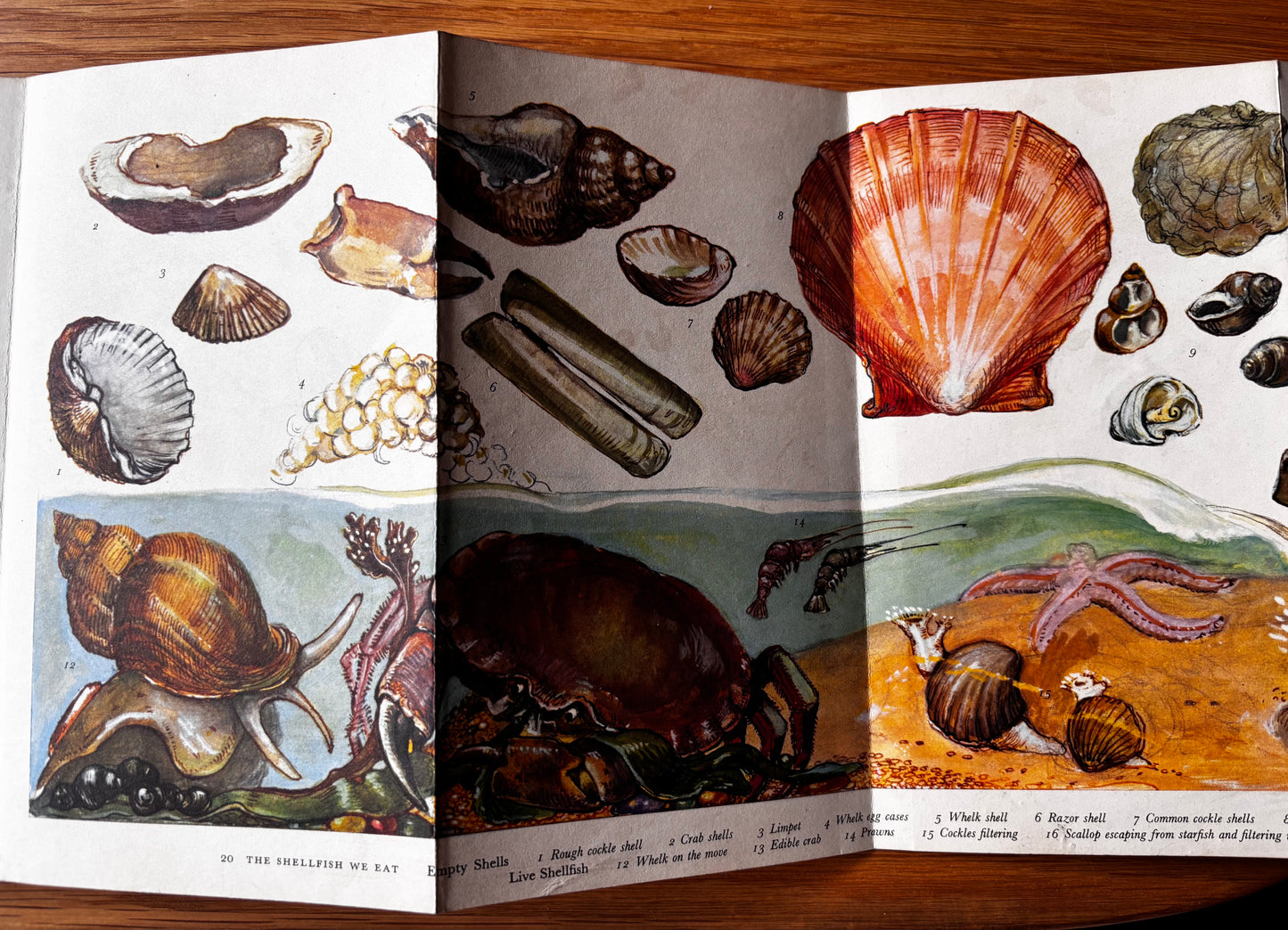 PANTOSCOPE BOOK The Shellfish We Eat DOROTHY HARTLEY 1st Ed 1961 Cassell
