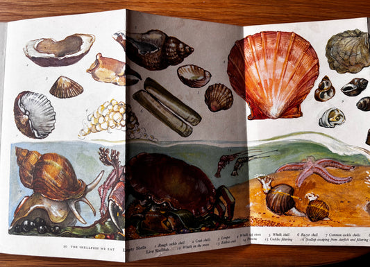 PANTOSCOPE BOOK The Shellfish We Eat DOROTHY HARTLEY 1st Ed 1961 Cassell