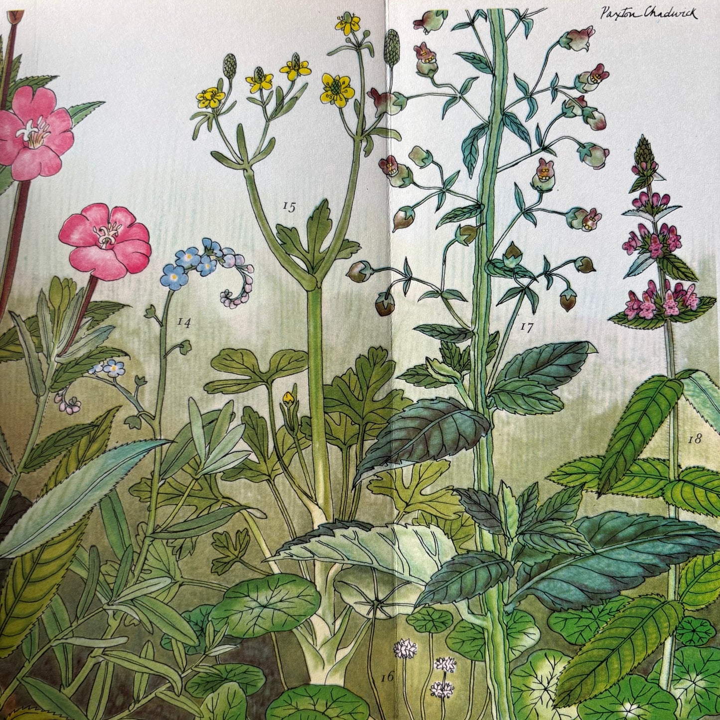 PANTOSCOPE BOOK Meadow Flowers of the Marsh PAXTON CHADWICK 1st Ed 1960 Cassell