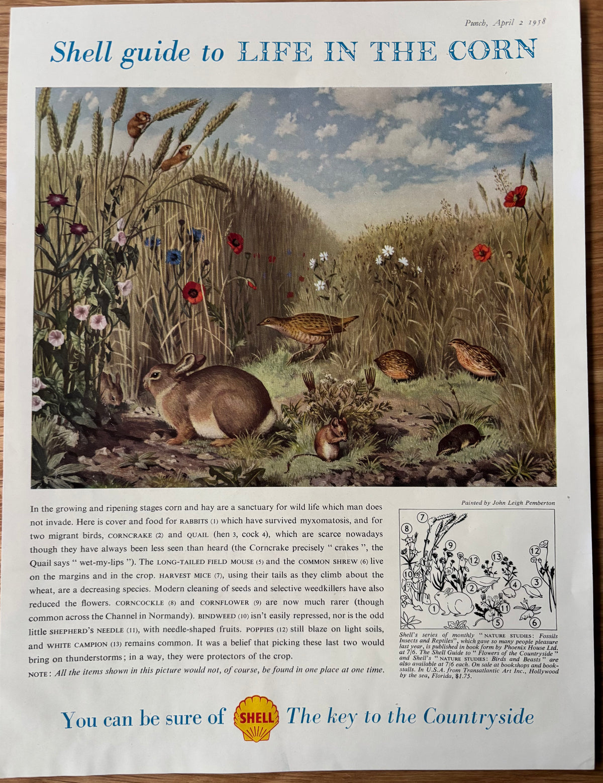 Leigh Pemberton LIFE IN THE CORN SHELL GUIDE Advert TO COUNTRYSIDE 1950's
