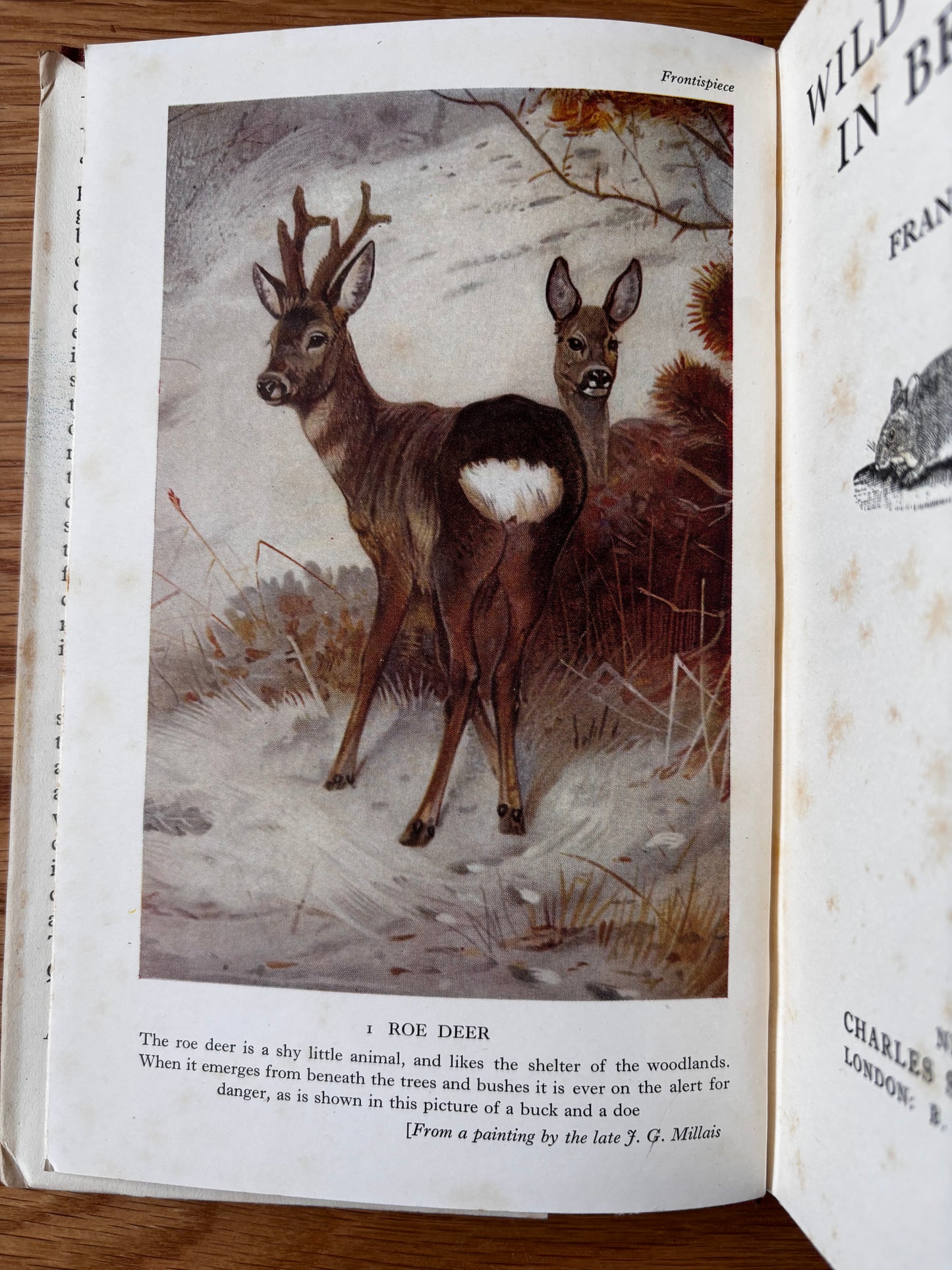 John Nash WILD ANIMALS IN BRITAIN 1st Ed DJ Batsford 1939 Frances Pitt