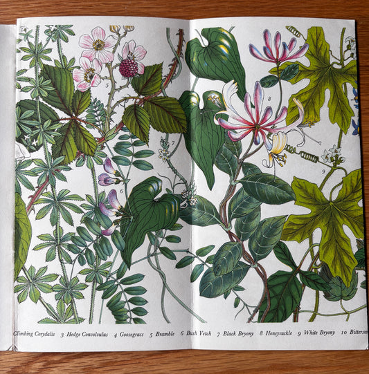 PANTOSCOPE BOOK Climbing Plants PAXTON CHADWICK 1st Ed 1961 Flowers Cassell