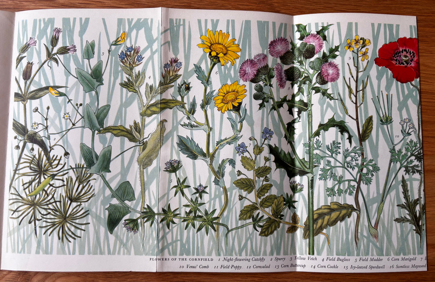 PANTOSCOPE BOOK Flowers Of The Cornfields PAXTON CHADWICK 1st Ed 1960 Cassell