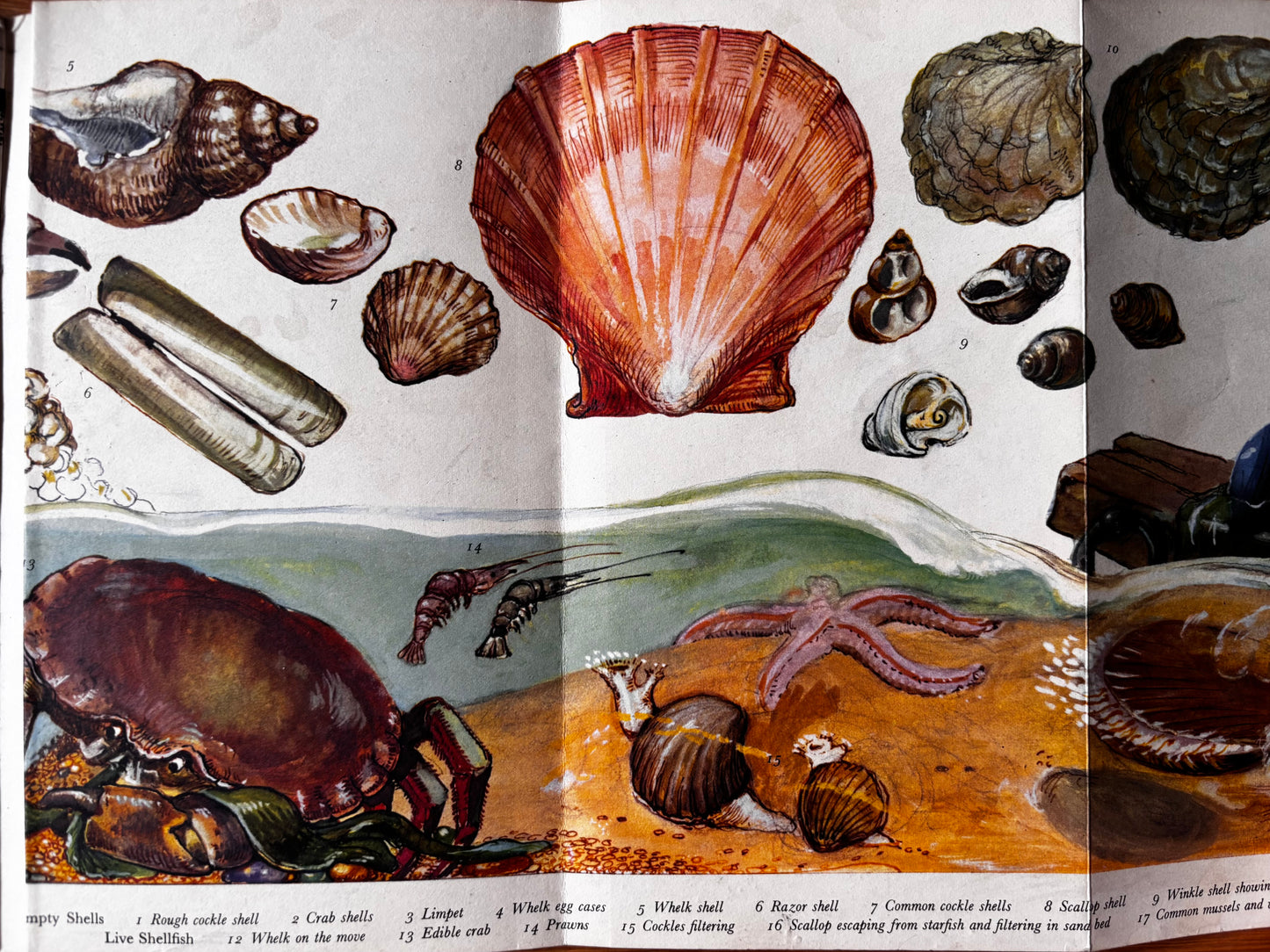 PANTOSCOPE BOOK The Shellfish We Eat DOROTHY HARTLEY 1st Ed 1961 Cassell