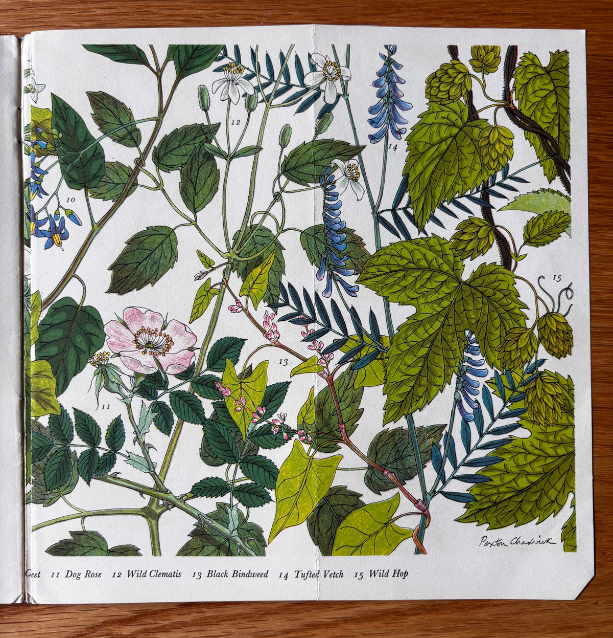 PANTOSCOPE BOOK Climbing Plants PAXTON CHADWICK 1st Ed 1961 Flowers Cassell