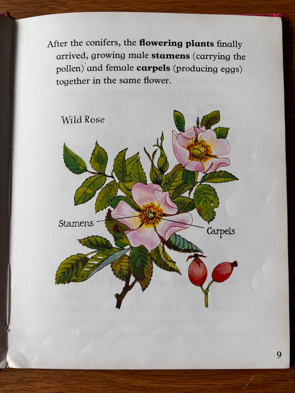 Lida Brychta A FIRST LOOK AT FLOWERS 1st Ed DJ 1973 Franklin Watts ILLUSTRATED