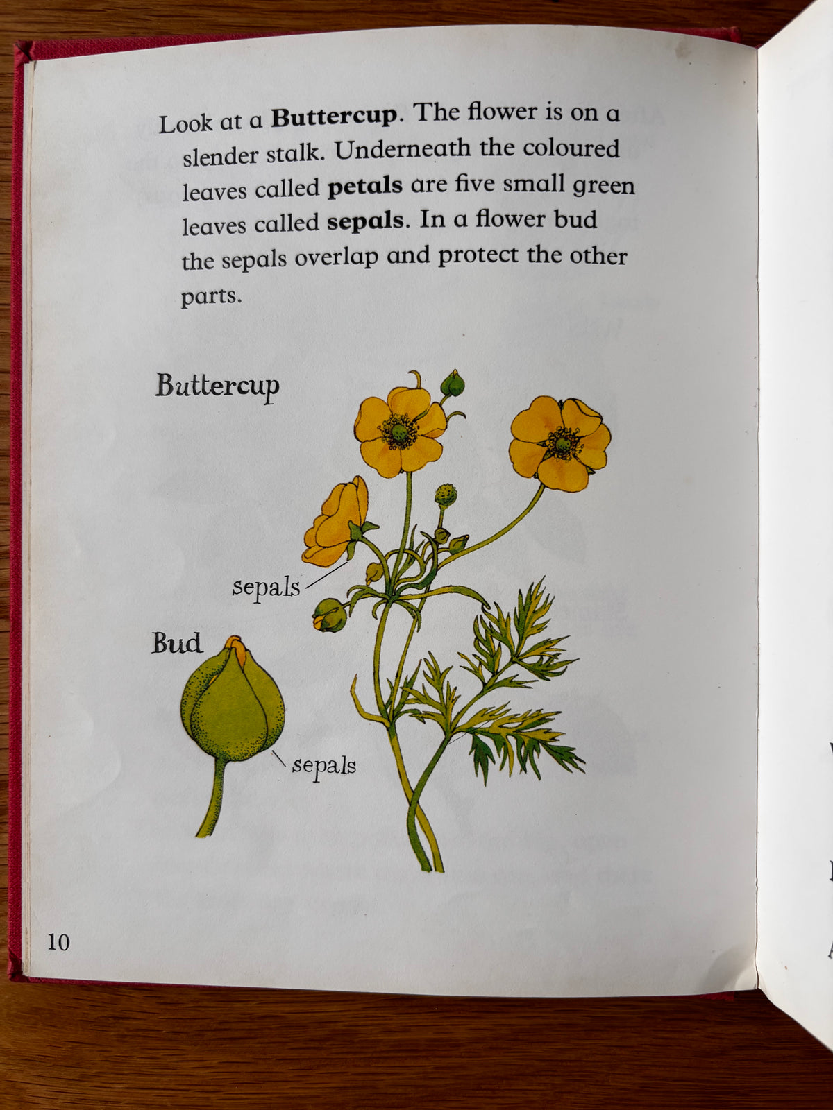 Lida Brychta A FIRST LOOK AT FLOWERS 1st Ed DJ 1973 Franklin Watts ILLUSTRATED