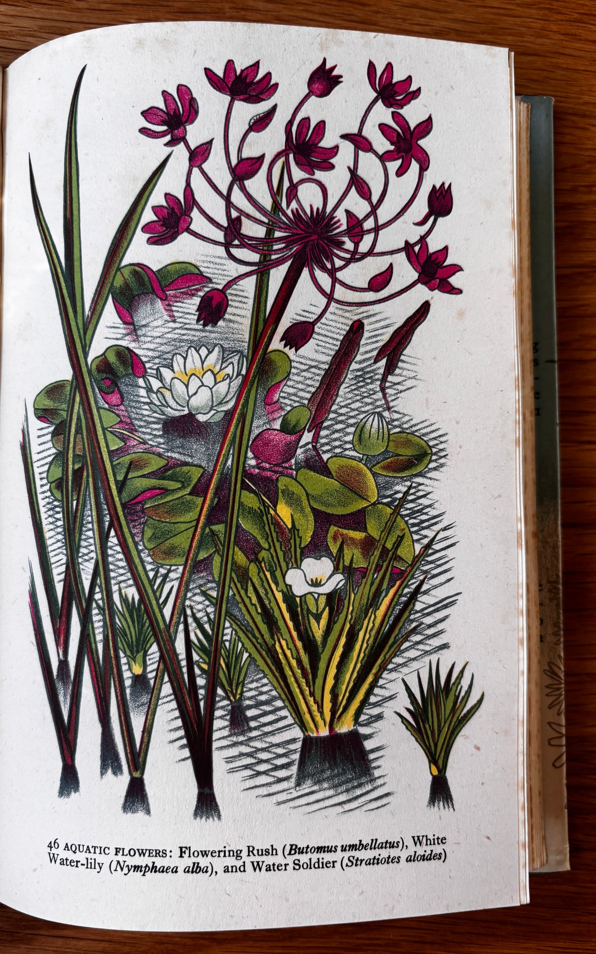 John Nash WILD FLOWERS IN BRITAIN 1943 HB DJ Robert Gathorne-Hardy ILLUSTRATED