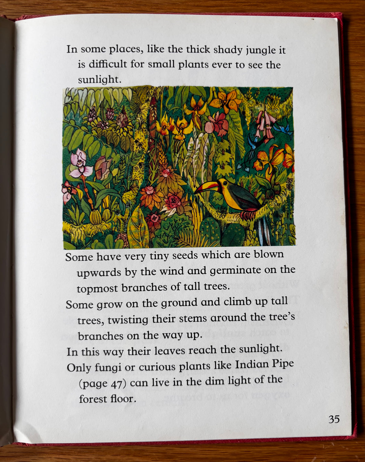 Lida Brychta A FIRST LOOK AT FLOWERS 1st Ed DJ 1973 Franklin Watts ILLUSTRATED