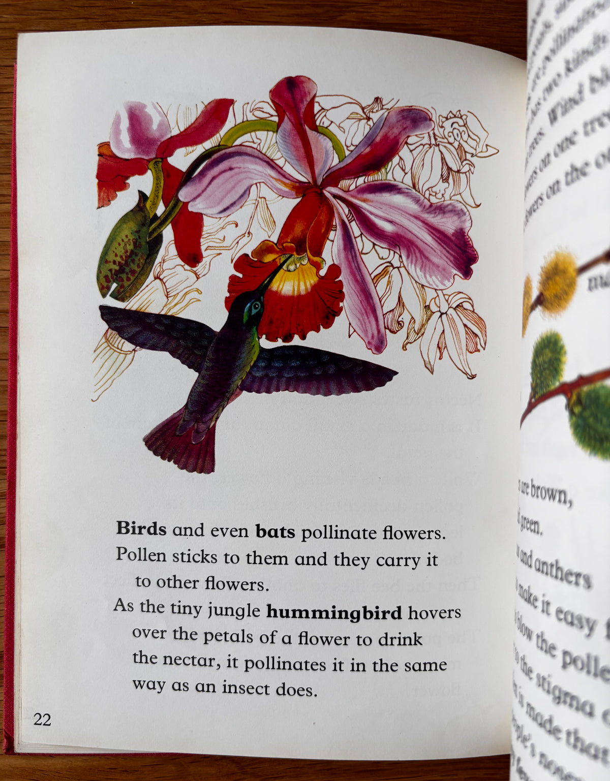Lida Brychta A FIRST LOOK AT FLOWERS 1st Ed DJ 1973 Franklin Watts ILLUSTRATED