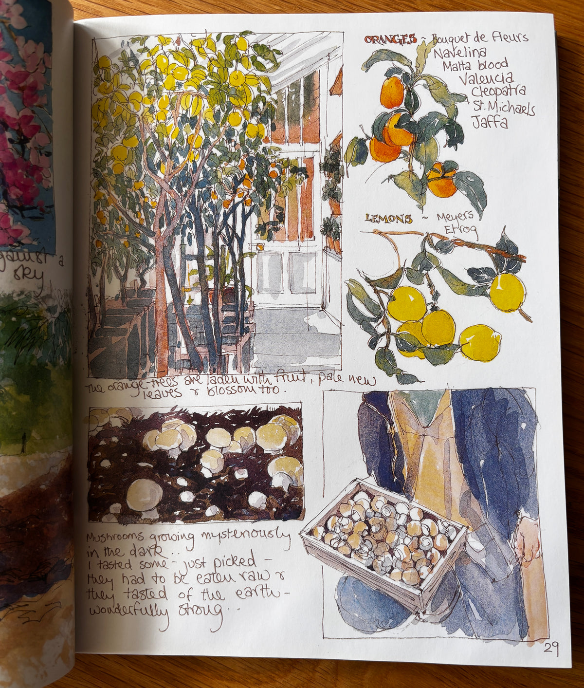 Sue Lewington HELIGAN HARVEST 2003 PB Illustrated CORNWALL ART