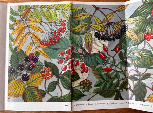 PANTOSCOPE BOOK Berries PAXTON CHADWICK 1st Ed 1960 Flower Fruit Cassell