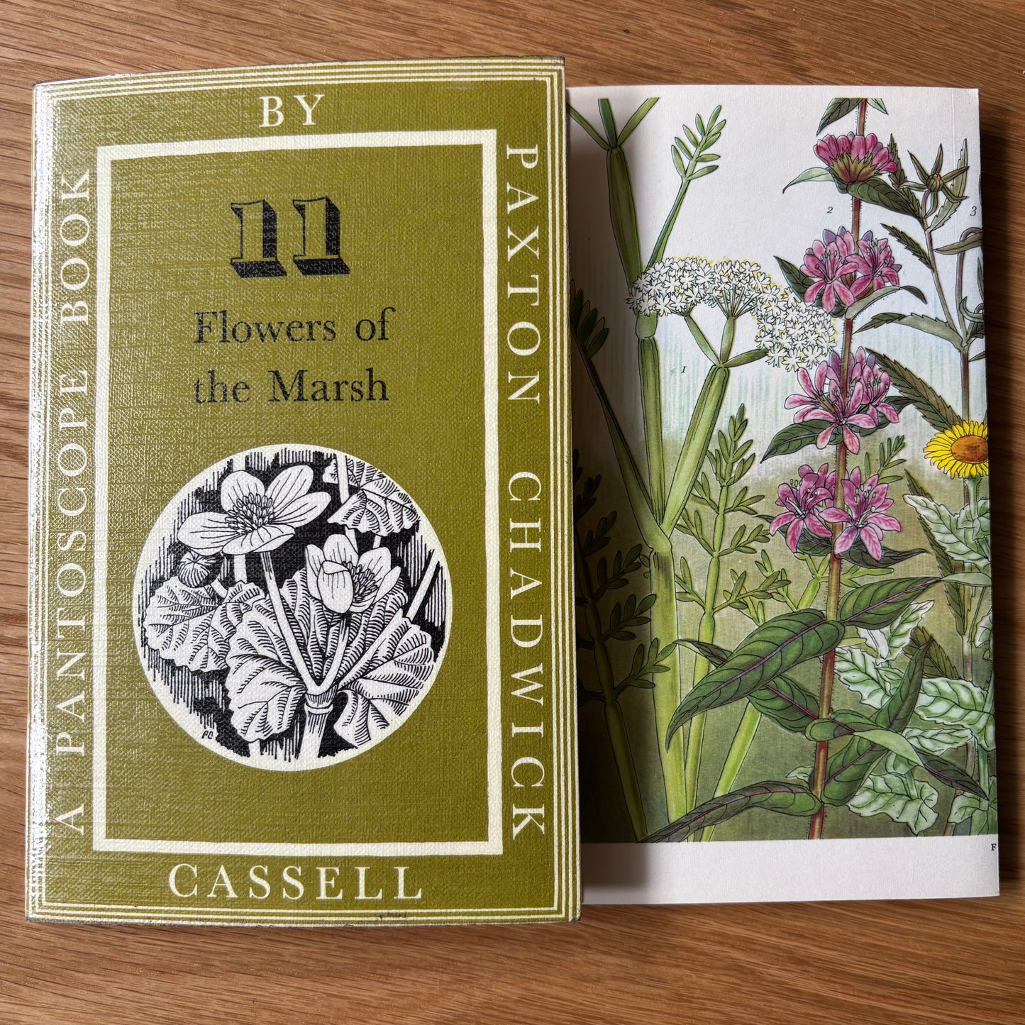 PANTOSCOPE BOOK Meadow Flowers of the Marsh PAXTON CHADWICK 1st Ed 1960 Cassell