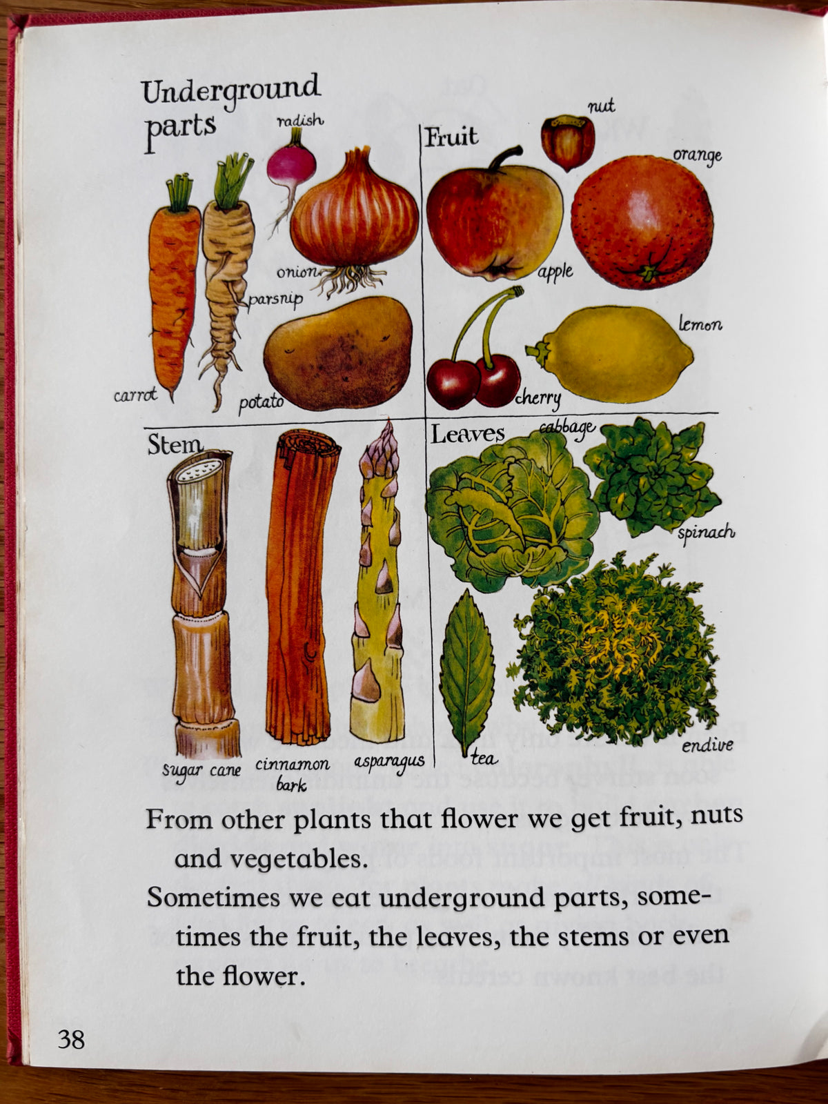 Lida Brychta A FIRST LOOK AT FLOWERS 1st Ed DJ 1973 Franklin Watts ILLUSTRATED