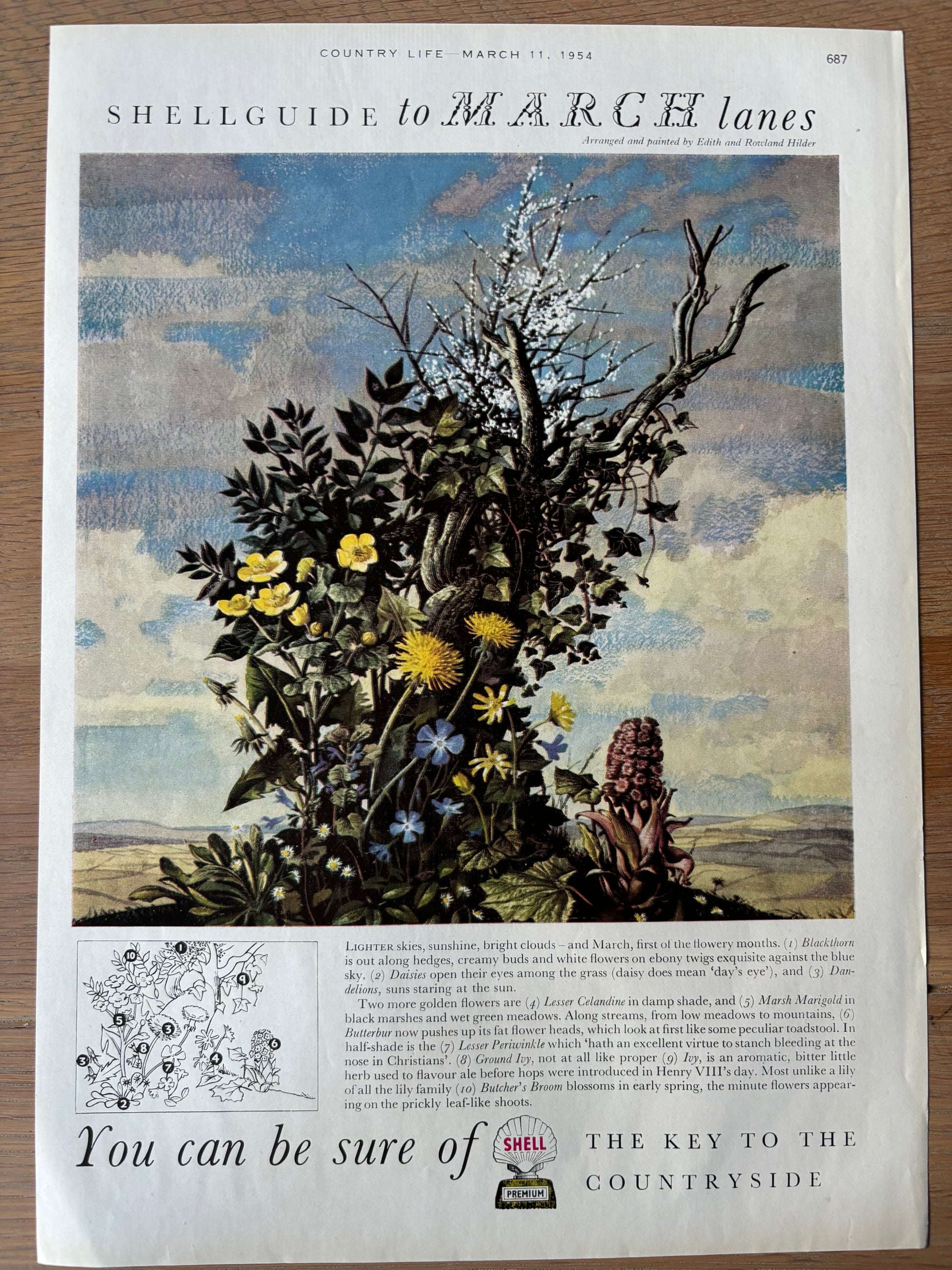 1950's Rowland Hilder SHELL GUIDE TO MARCH LANES ADVERT Original Ad 1954 - transpontinebooks