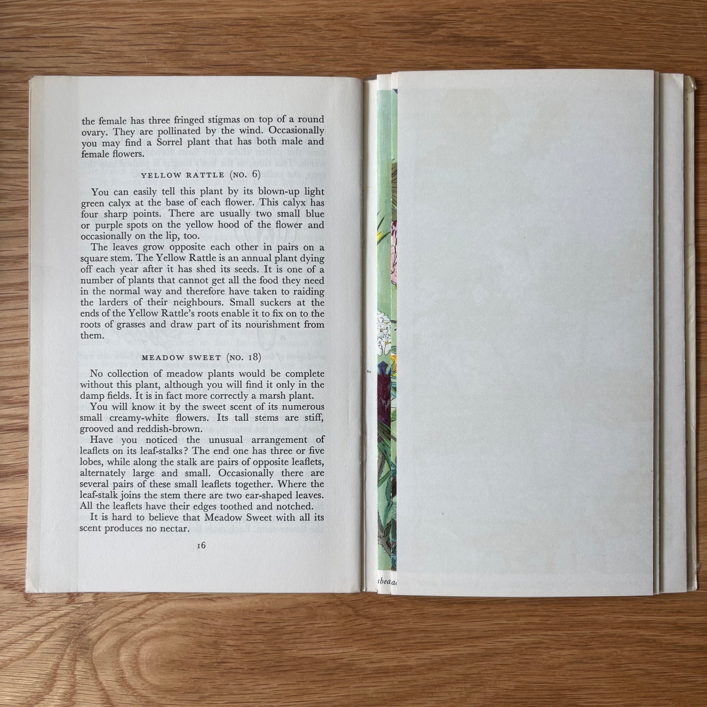PANTOSCOPE BOOK Meadow Flowers In Summer PAXTON CHADWICK 1st Ed 1959 Cassell