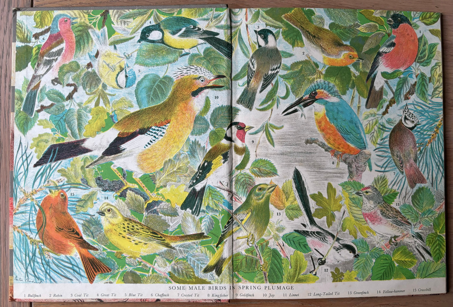 Paxton Chadwick ANIMALS OF THE BRITISH ISLES Picture Dictionary Cassell 1954 HB - transpontinebooks