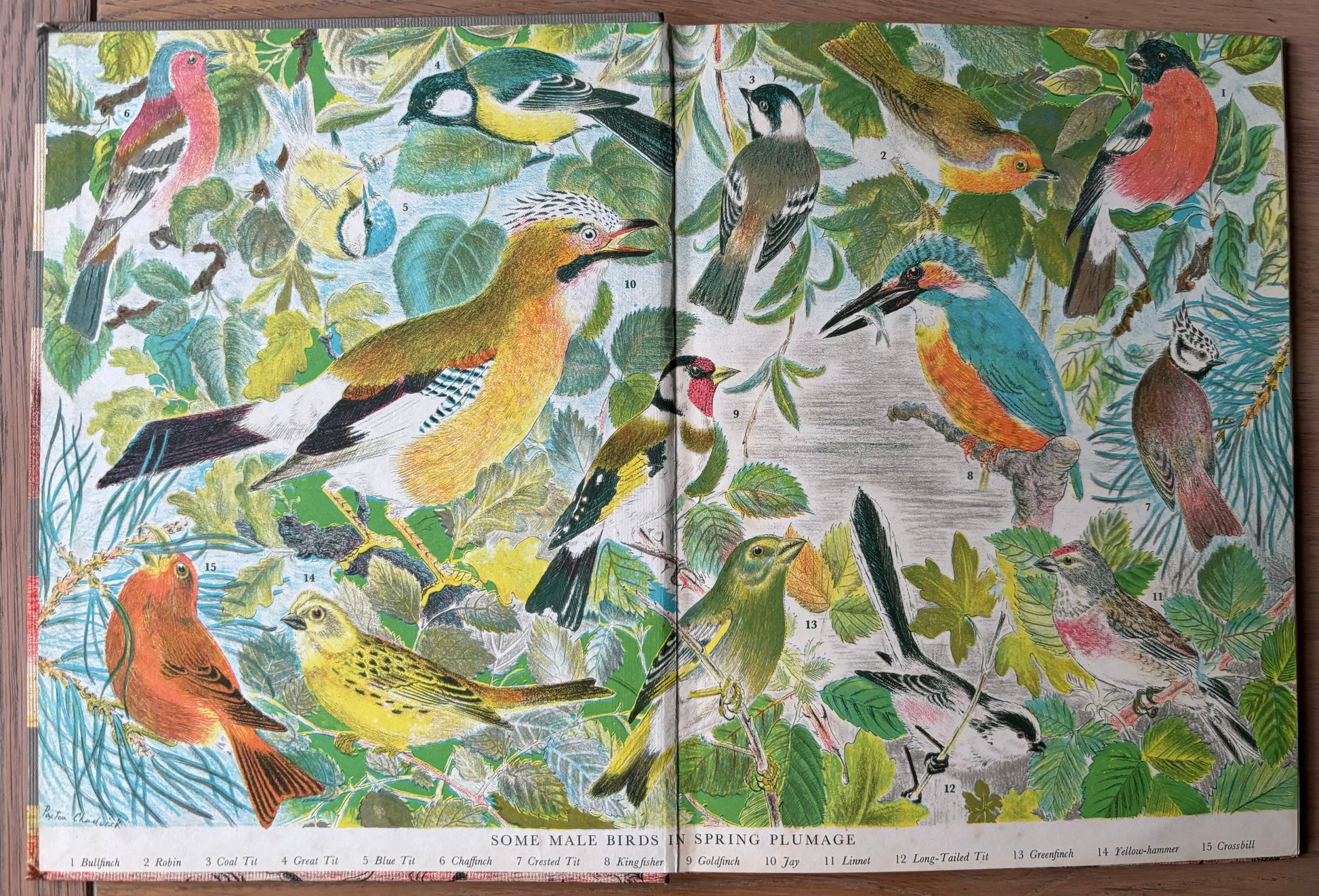 Paxton Chadwick ANIMALS OF THE BRITISH ISLES Picture Dictionary Cassell 1954 HB - transpontinebooks