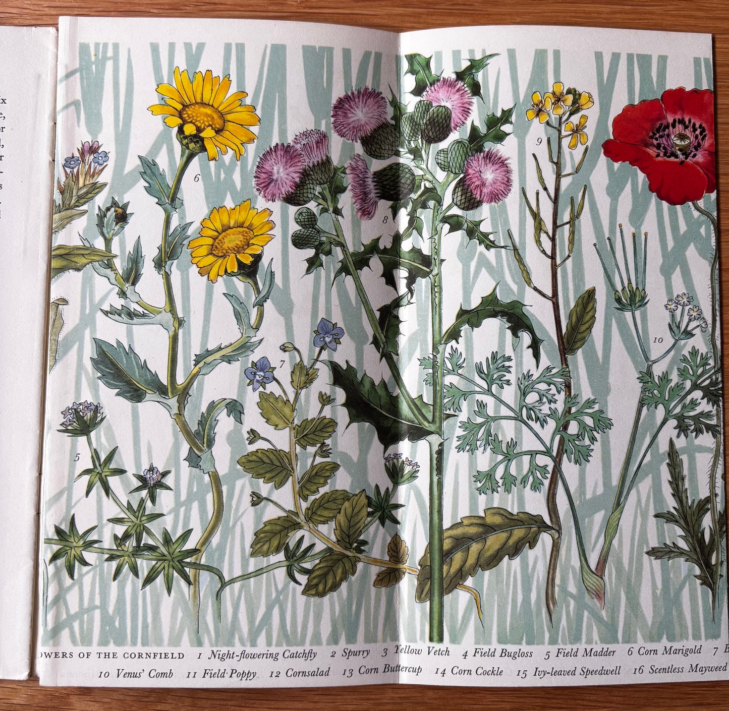 PANTOSCOPE BOOK Flowers Of The Cornfields PAXTON CHADWICK 1st Ed 1960 Cassell