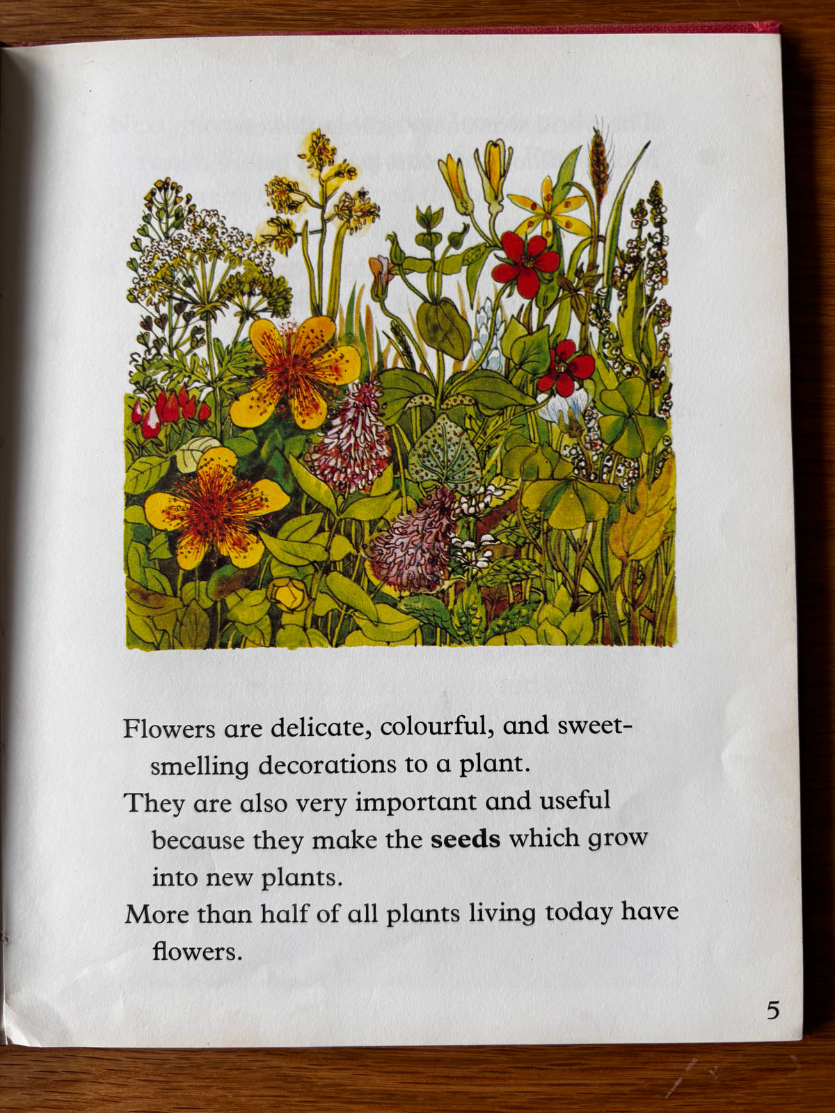 Lida Brychta A FIRST LOOK AT FLOWERS 1st Ed DJ 1973 Franklin Watts ILLUSTRATED