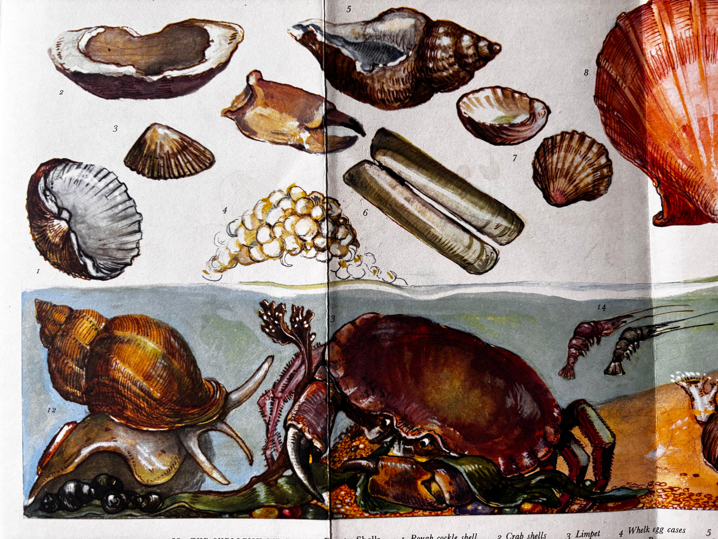 PANTOSCOPE BOOK The Shellfish We Eat DOROTHY HARTLEY 1st Ed 1961 Cassell