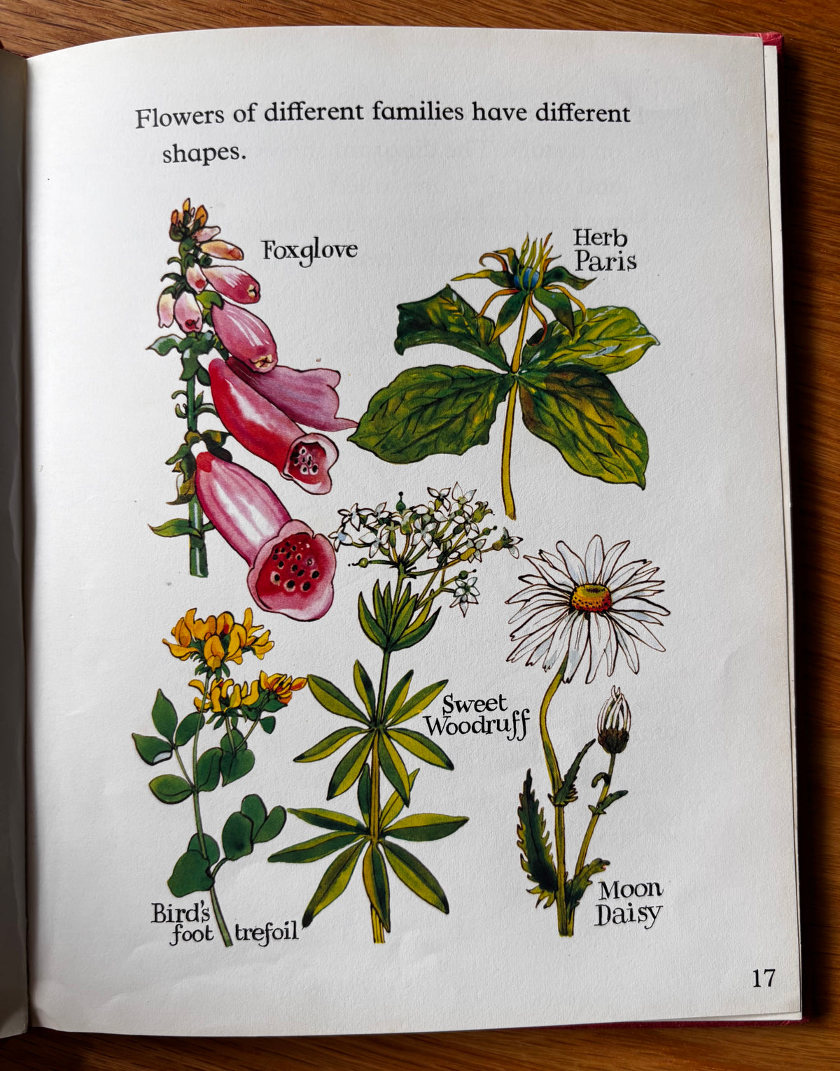 Lida Brychta A FIRST LOOK AT FLOWERS 1st Ed DJ 1973 Franklin Watts ILLUSTRATED