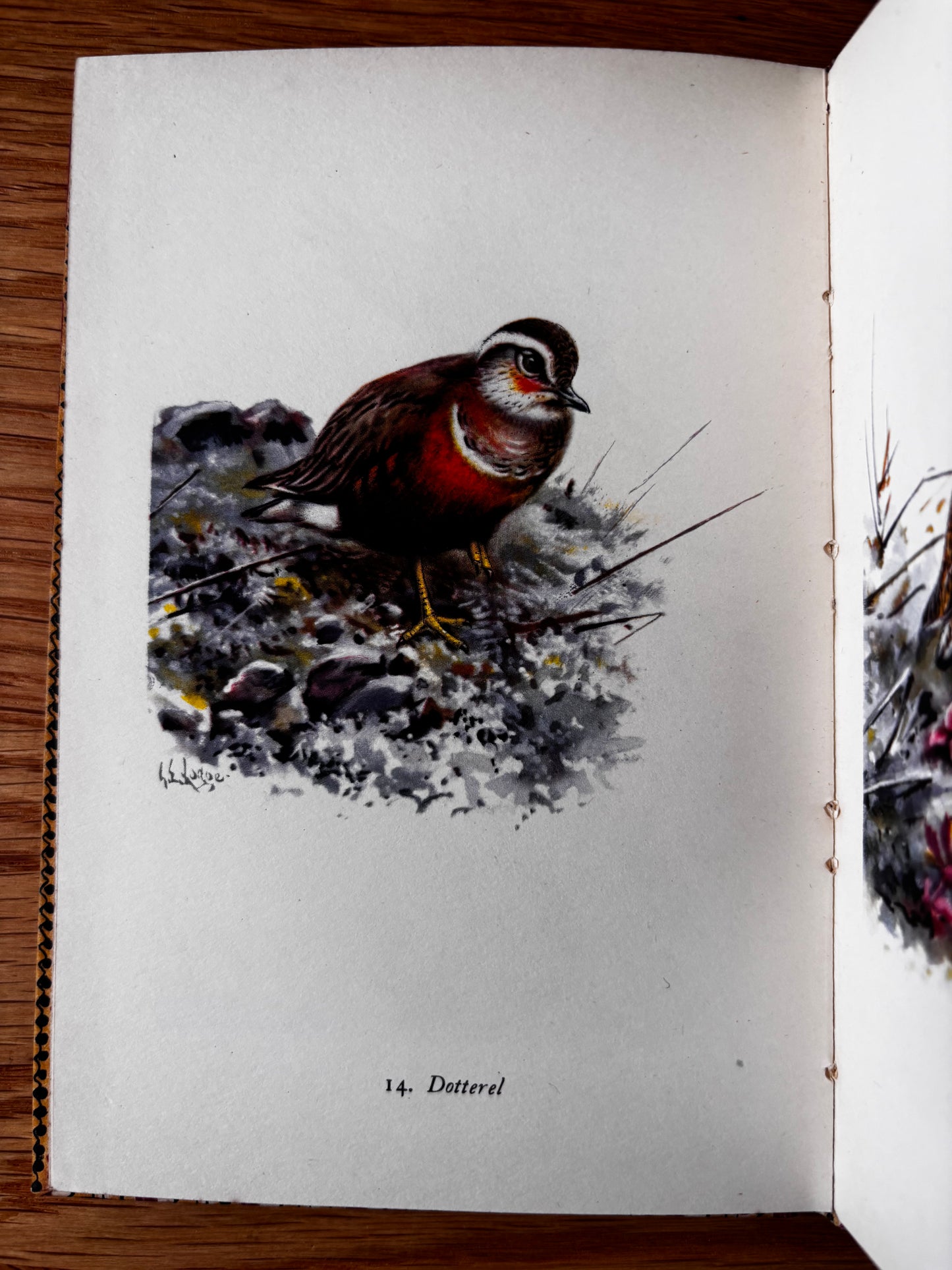 MOUNTAIN BIRDS King Penguin Book DJ 1952 G E Lodge Plates ILLUSTRATED