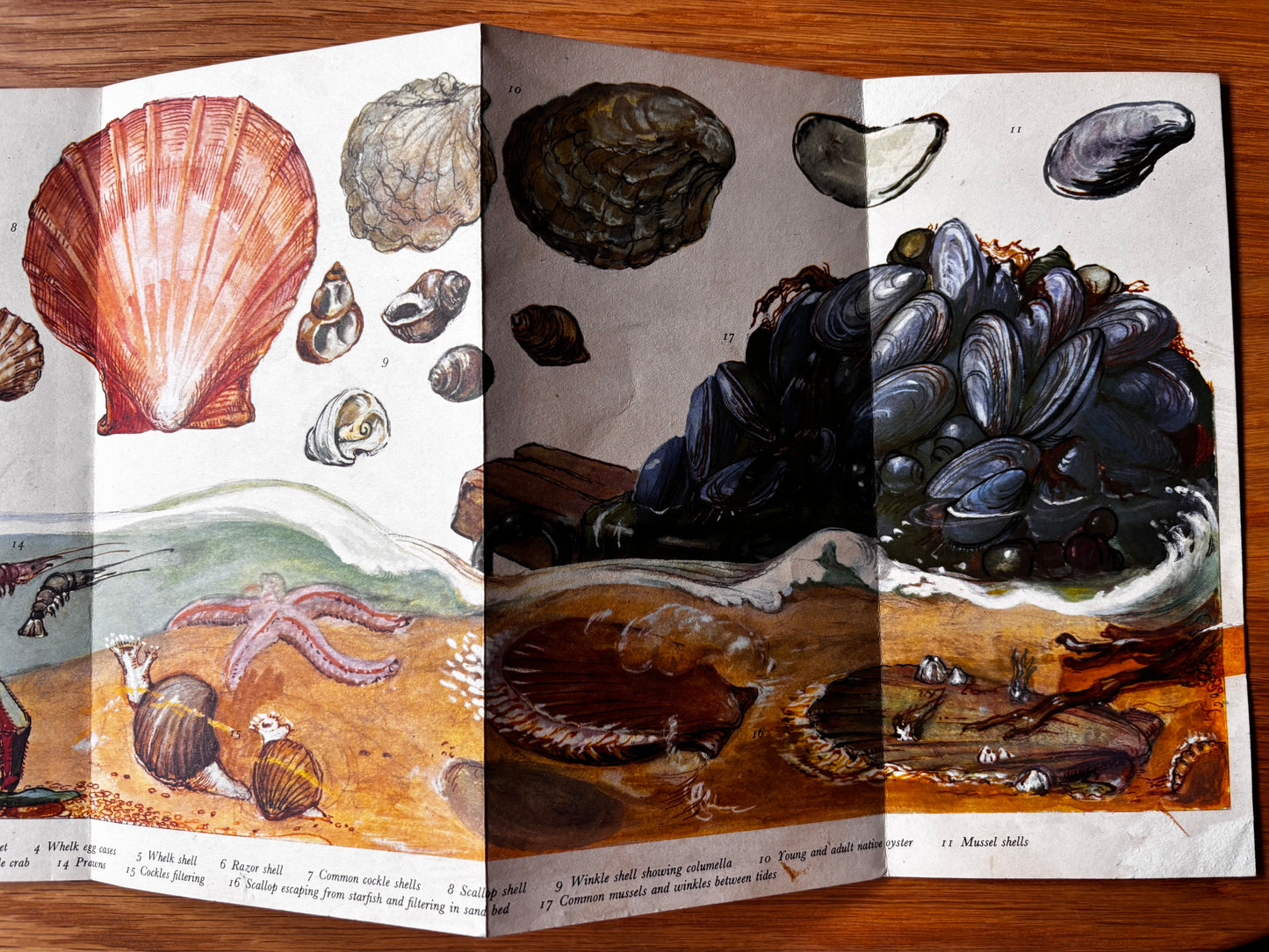 PANTOSCOPE BOOK The Shellfish We Eat DOROTHY HARTLEY 1st Ed 1961 Cassell