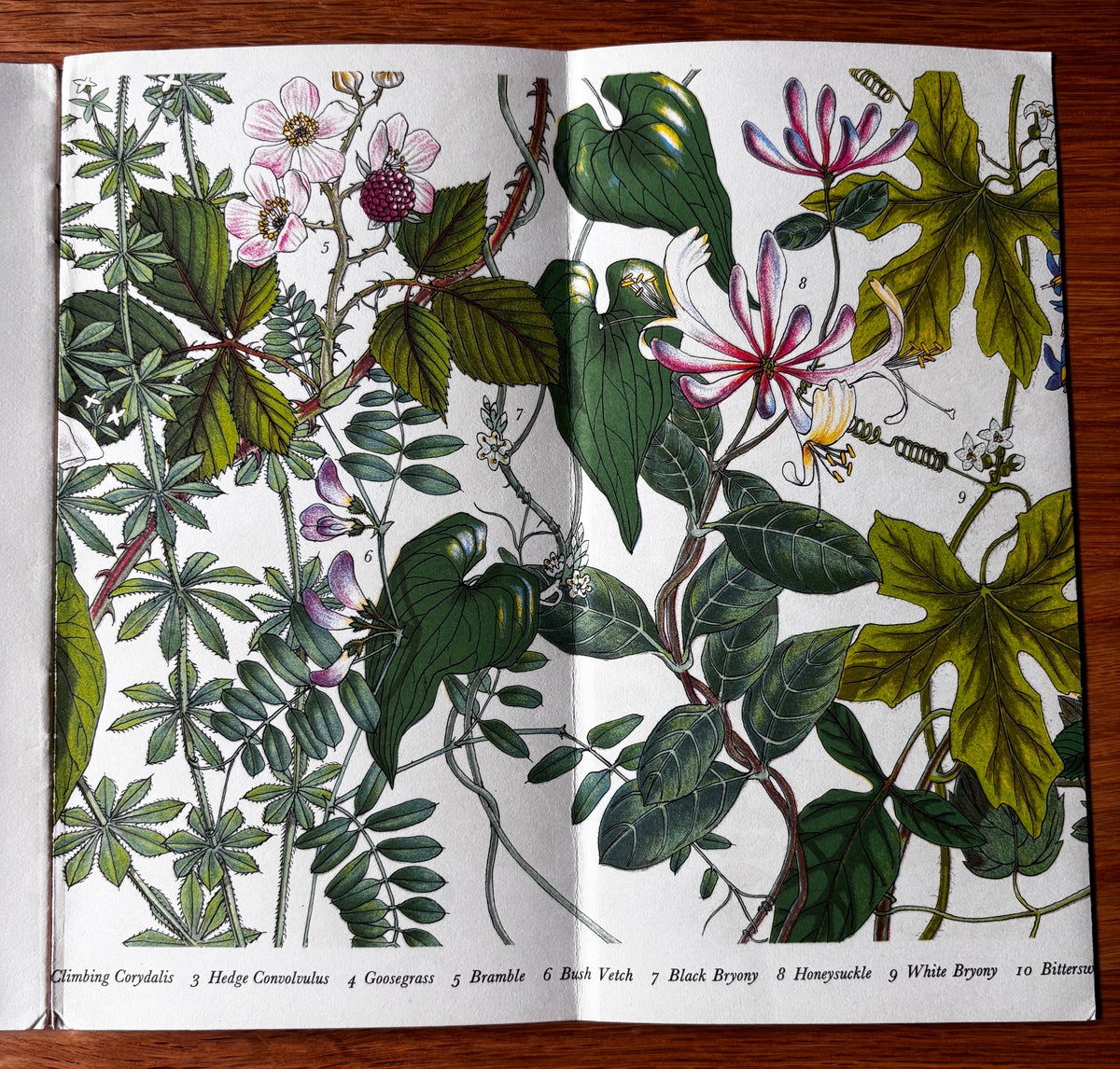 PANTOSCOPE BOOK Climbing Plants PAXTON CHADWICK 1st Ed 1961 Flowers Cassell