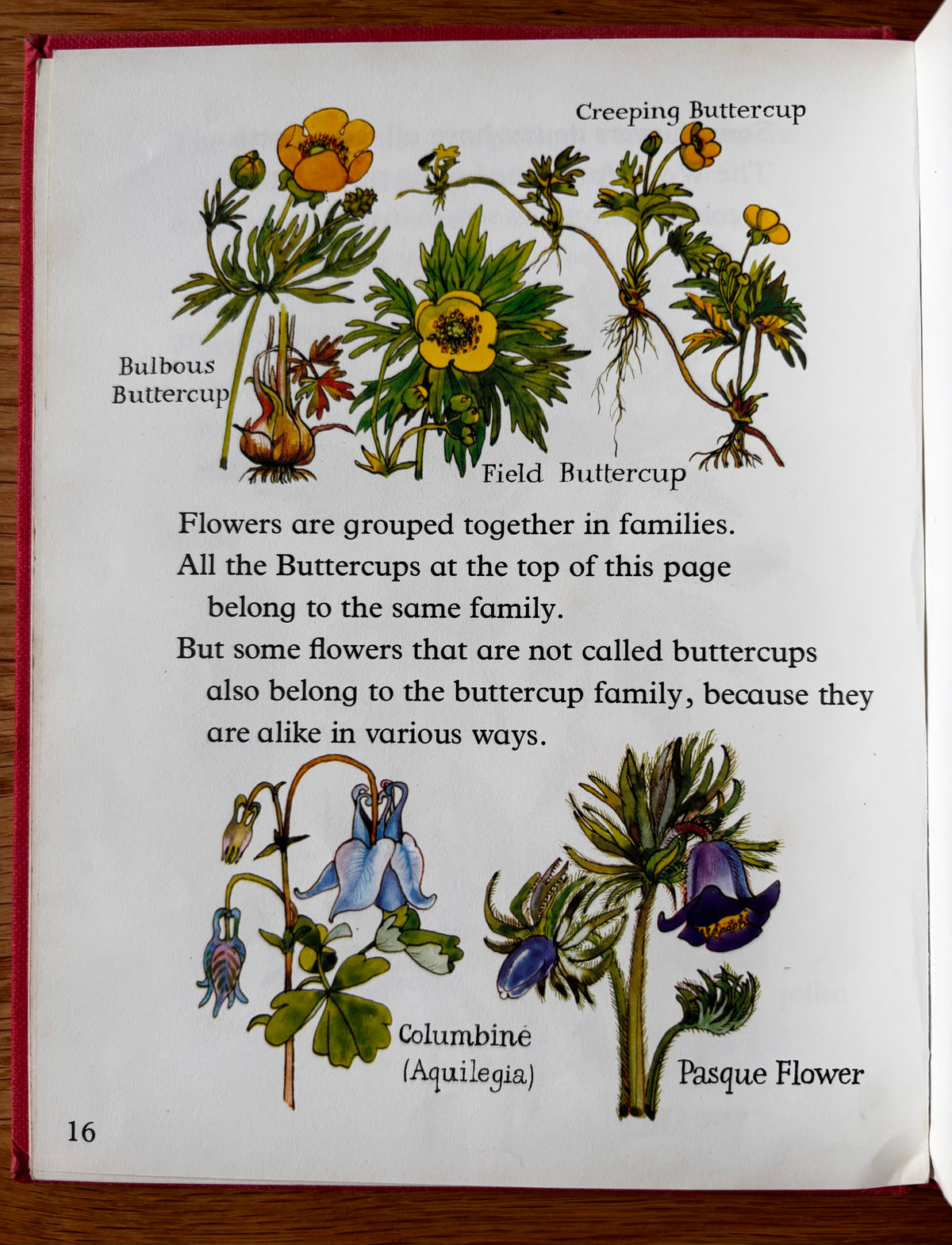 Lida Brychta A FIRST LOOK AT FLOWERS 1st Ed DJ 1973 Franklin Watts ILLUSTRATED